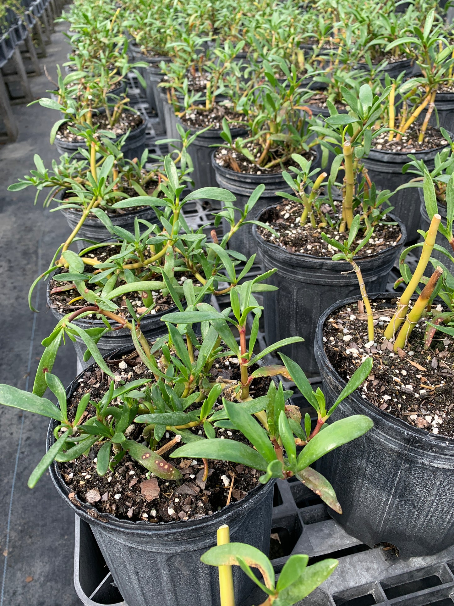 Sea Purslane