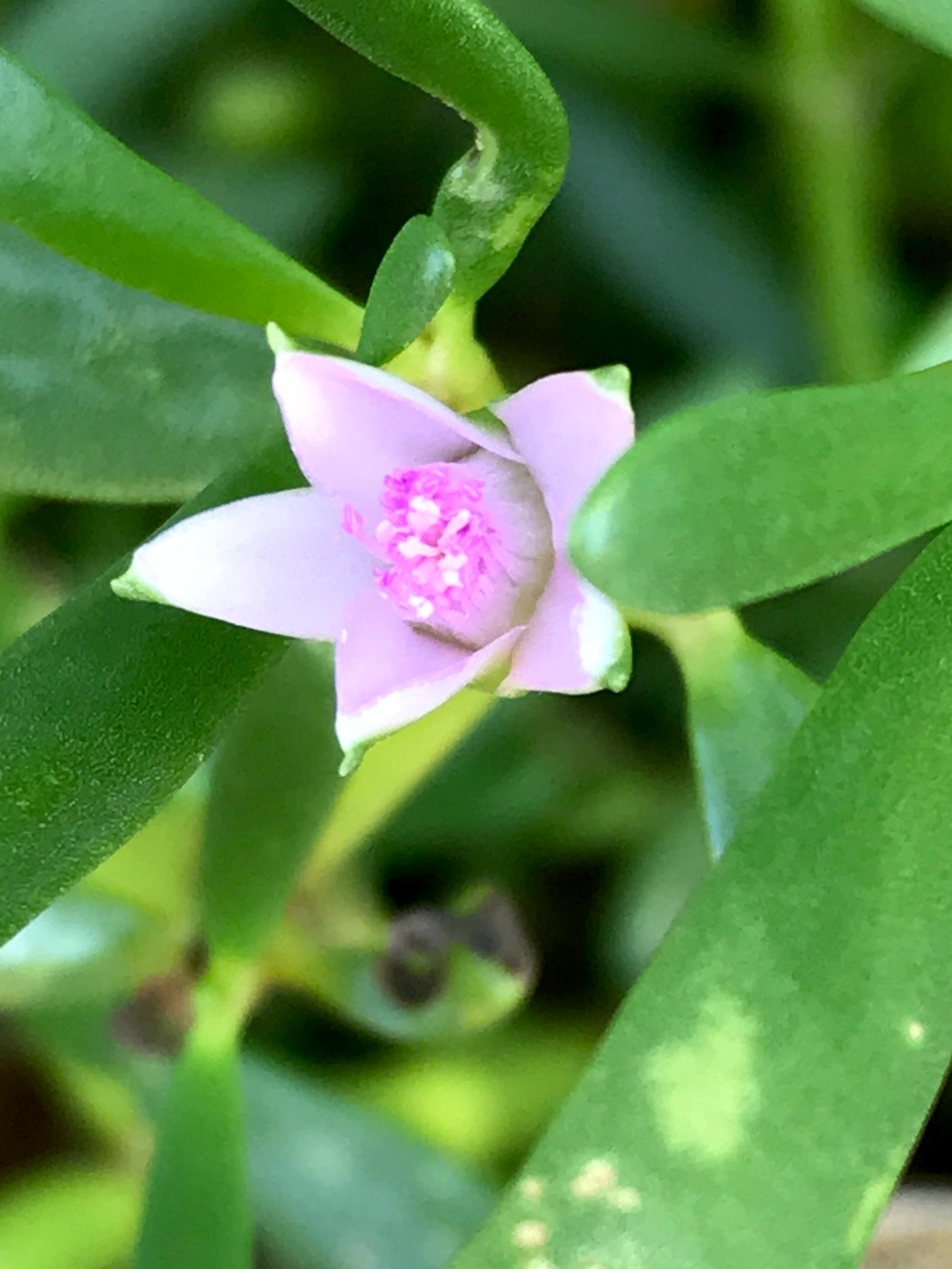 Sea Purslane