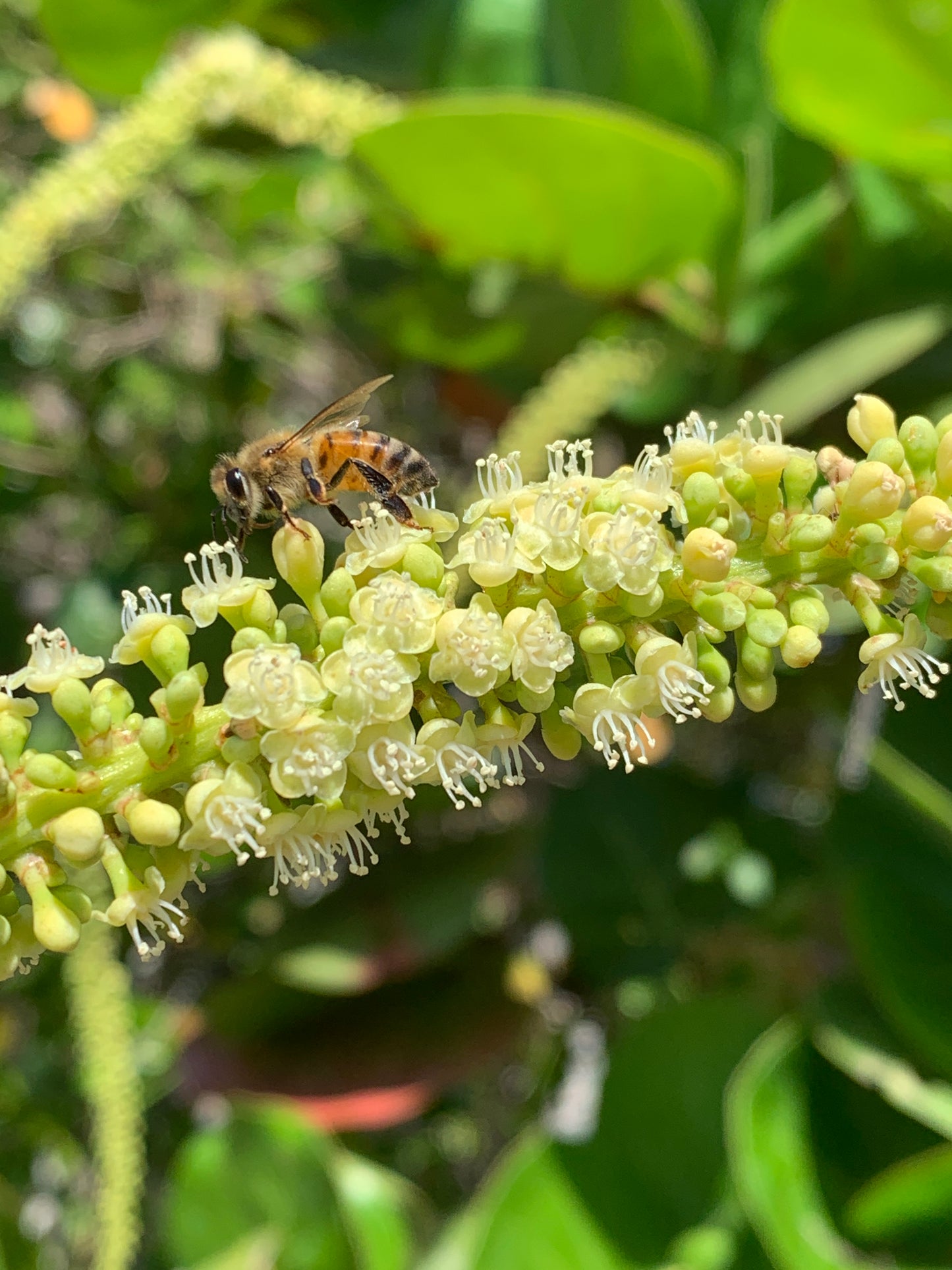Sea Grape