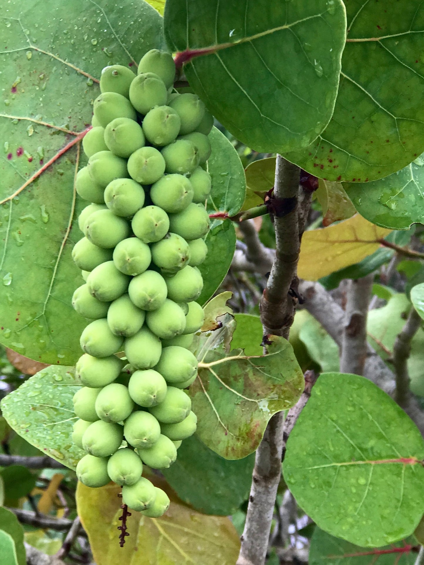 Sea Grape