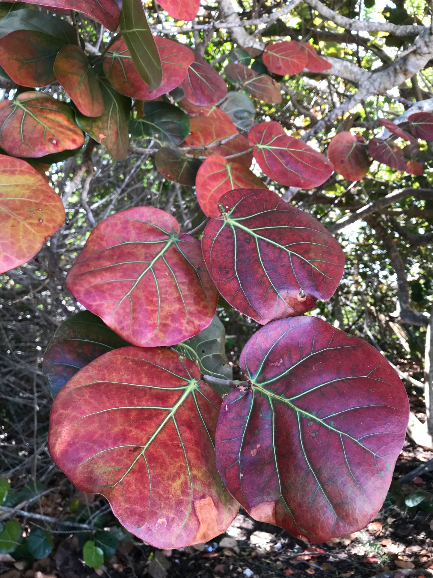 Sea Grape