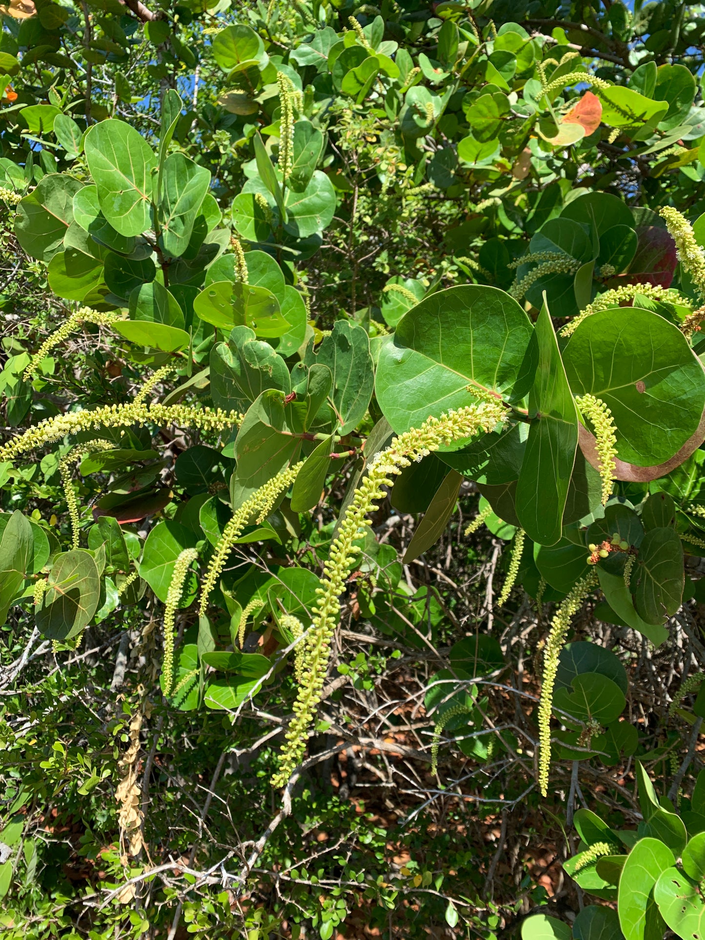Sea Grape