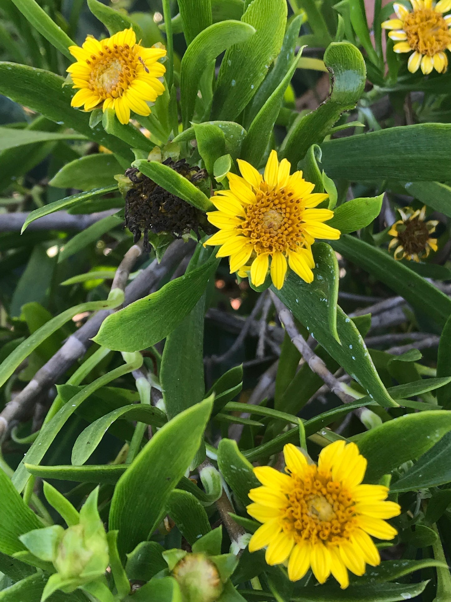 Green Sea Oxeye Daisy
