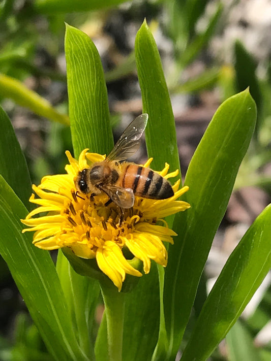 Green Sea Oxeye Daisy