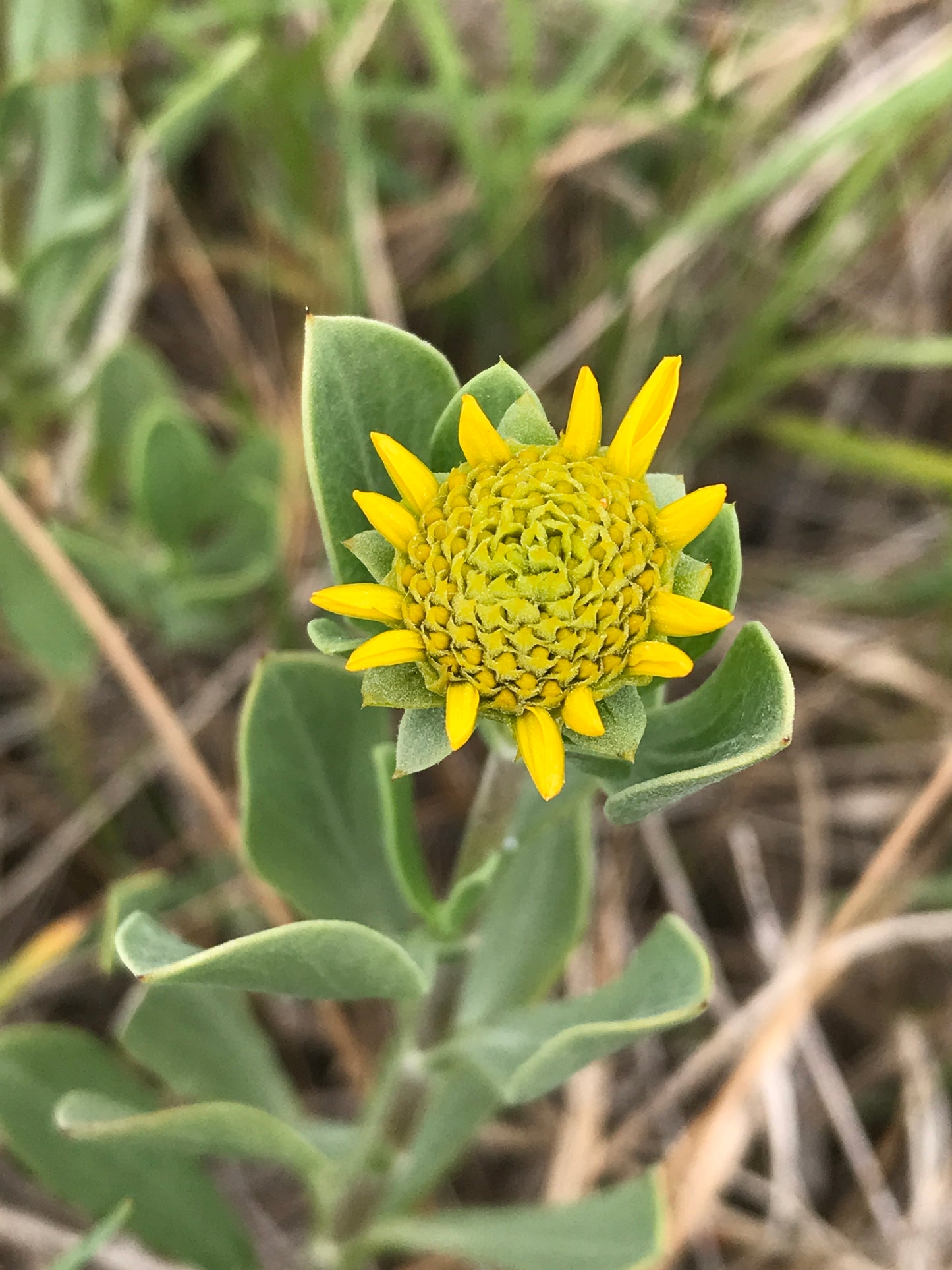 Silver Sea Oxyeye Daisy