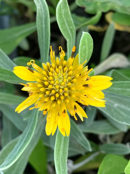 Silver Sea Oxyeye Daisy