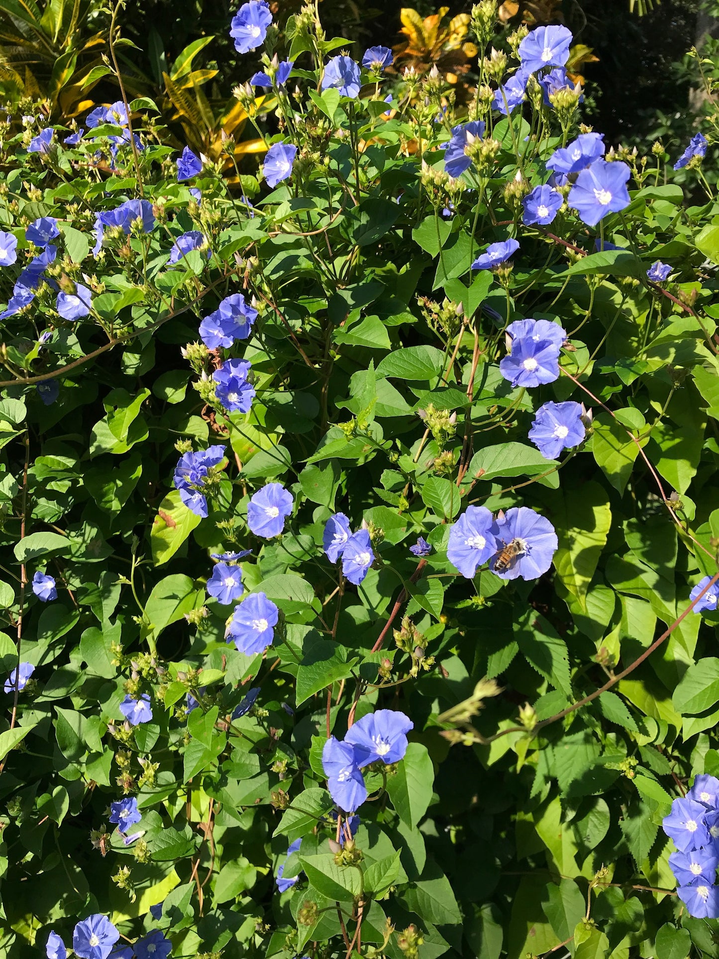 Sky Blue Clustervine