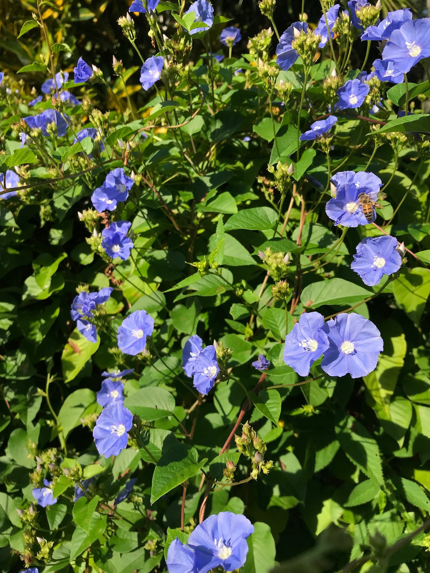 Sky Blue Clustervine
