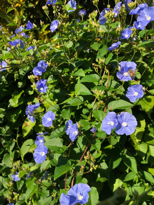 Sky Blue Clustervine
