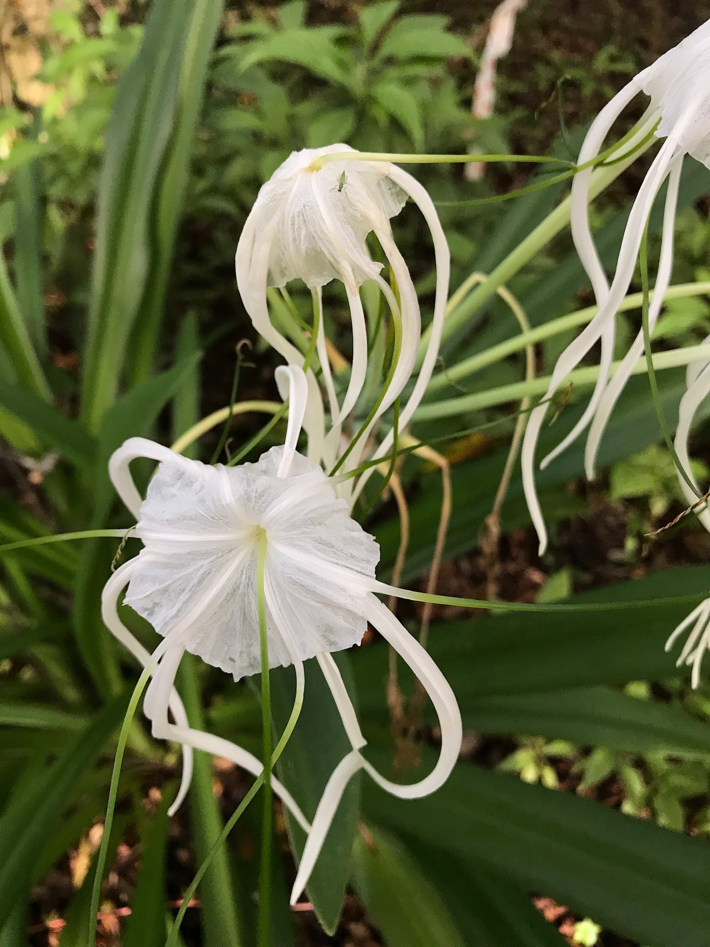 Mangrove Spider Lily