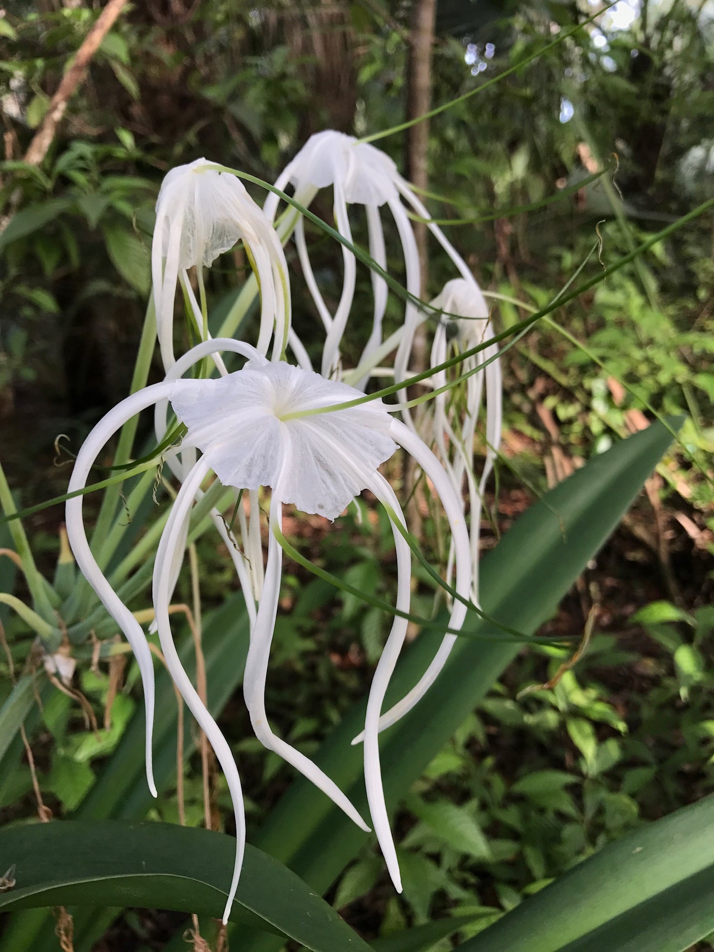 Mangrove Spider Lily