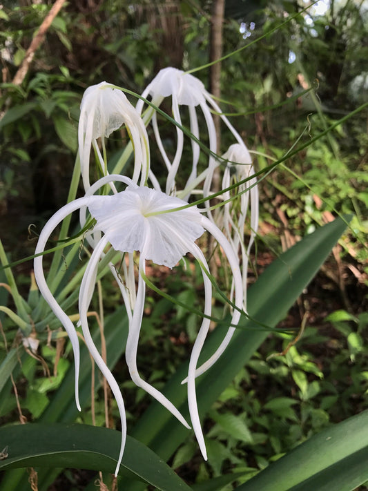 Mangrove Spider Lily