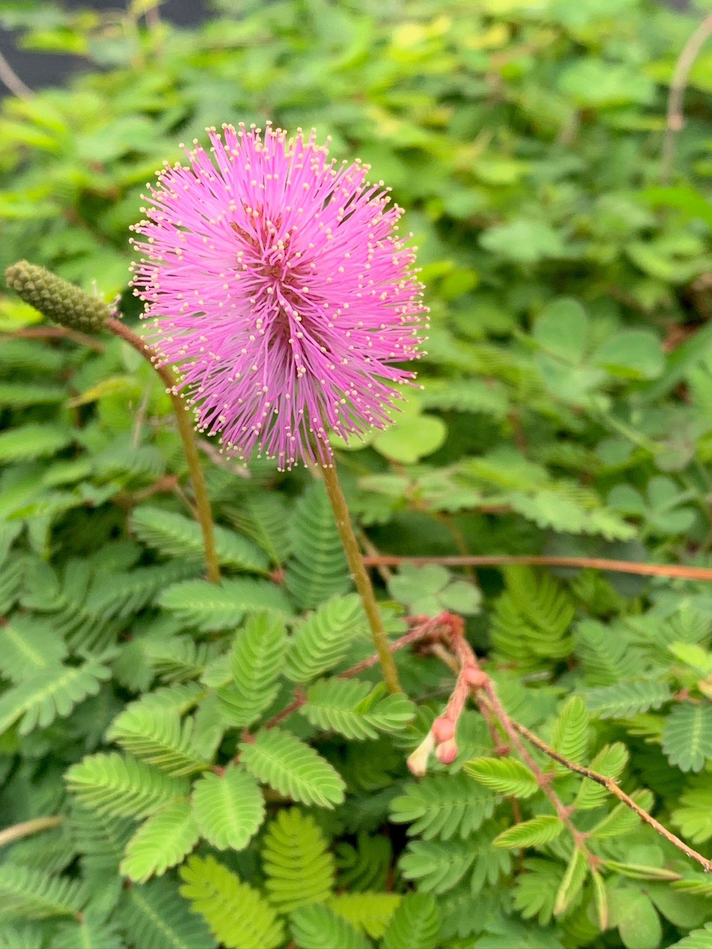 Sunshine Mimosa
