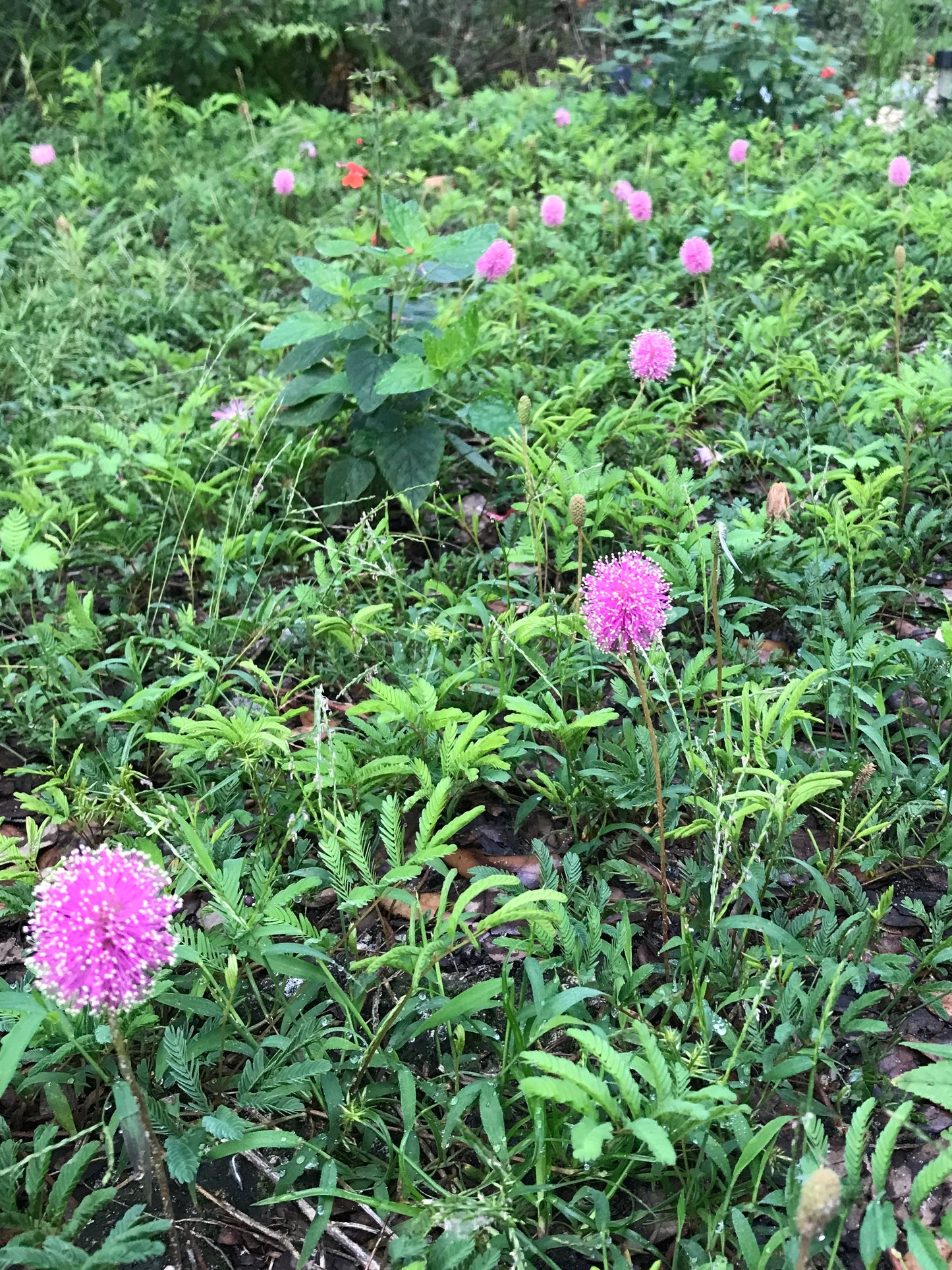 Sunshine Mimosa