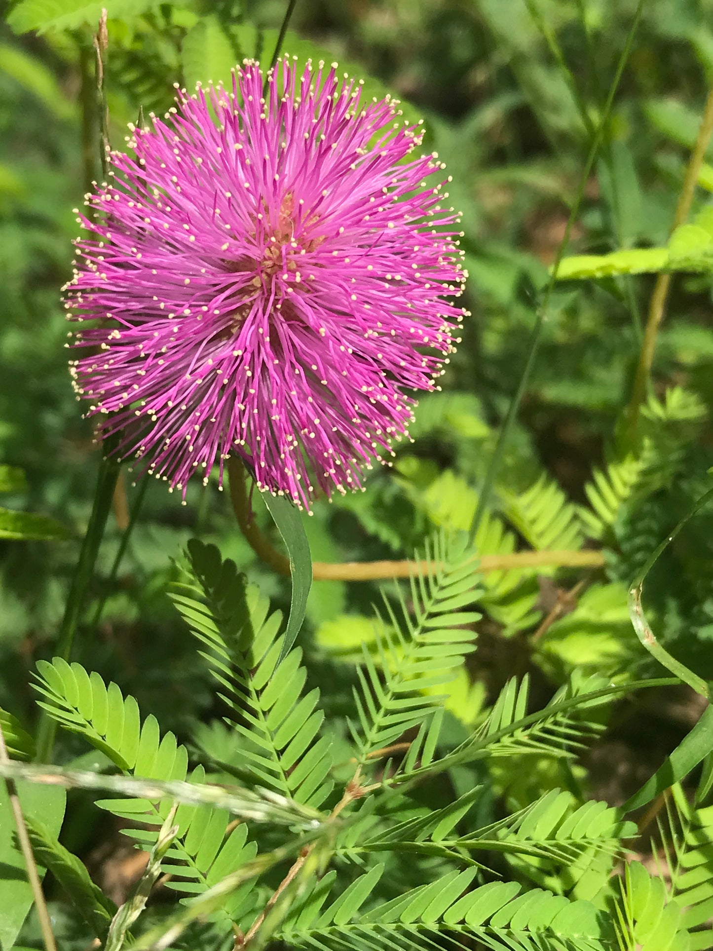 Miami Native Plants Gift Card