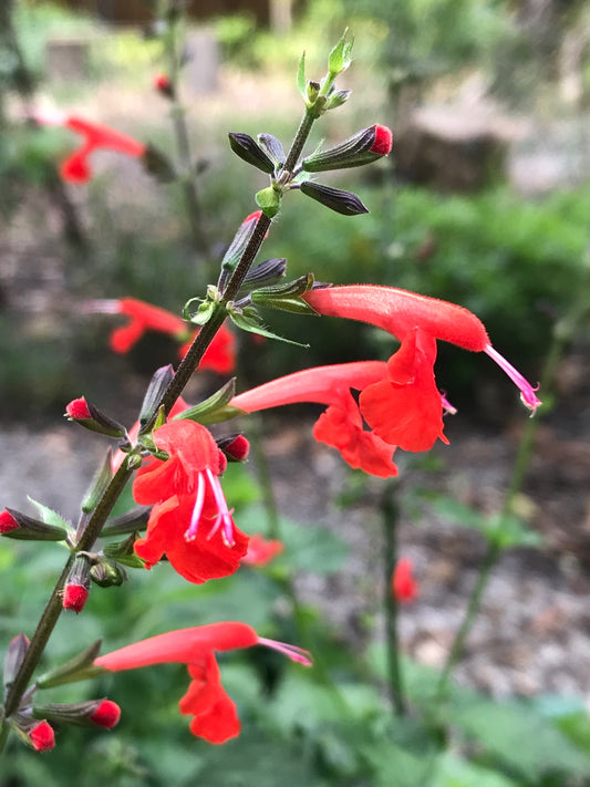 Tropical Sage