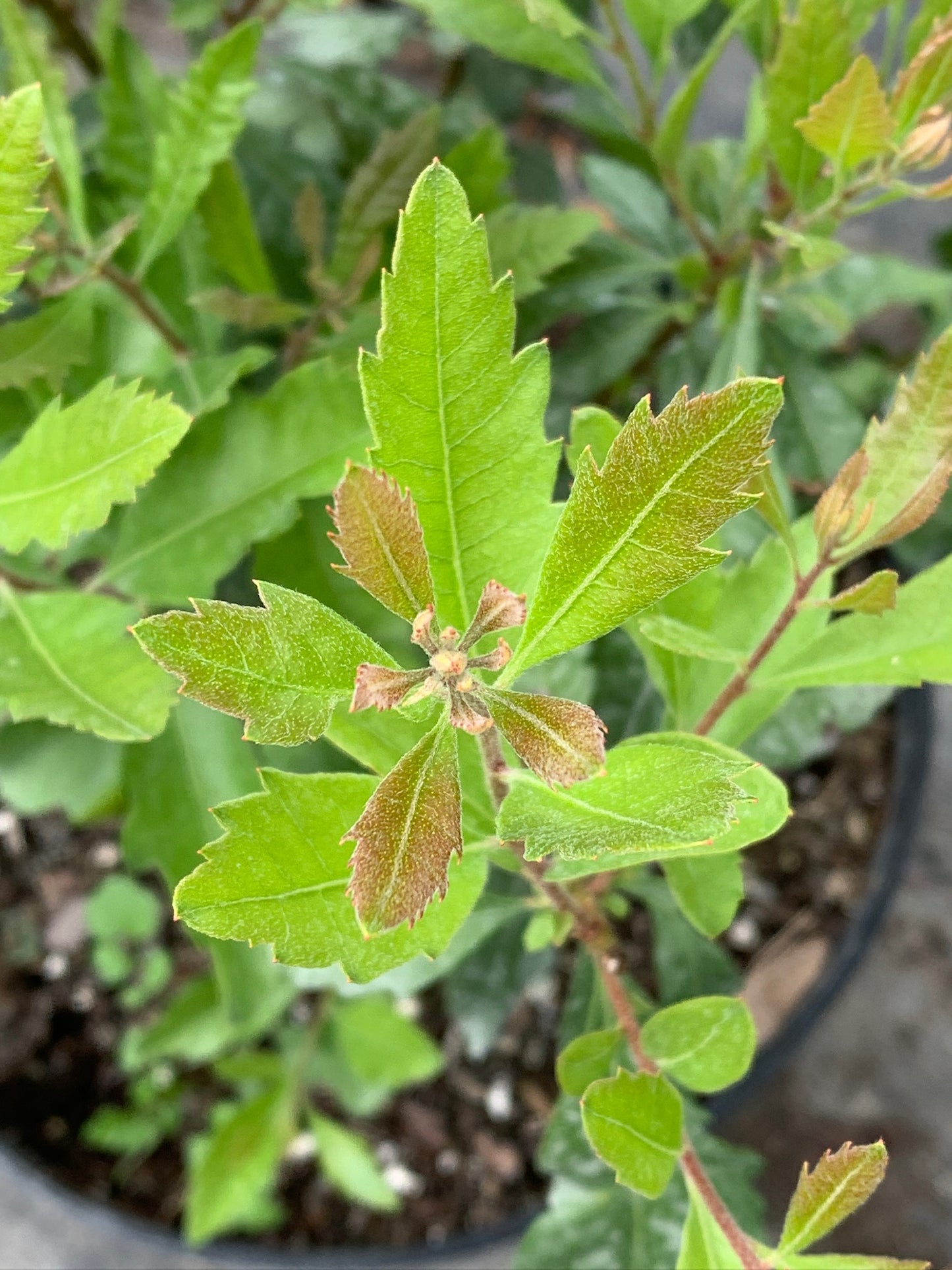 Wax Myrtle