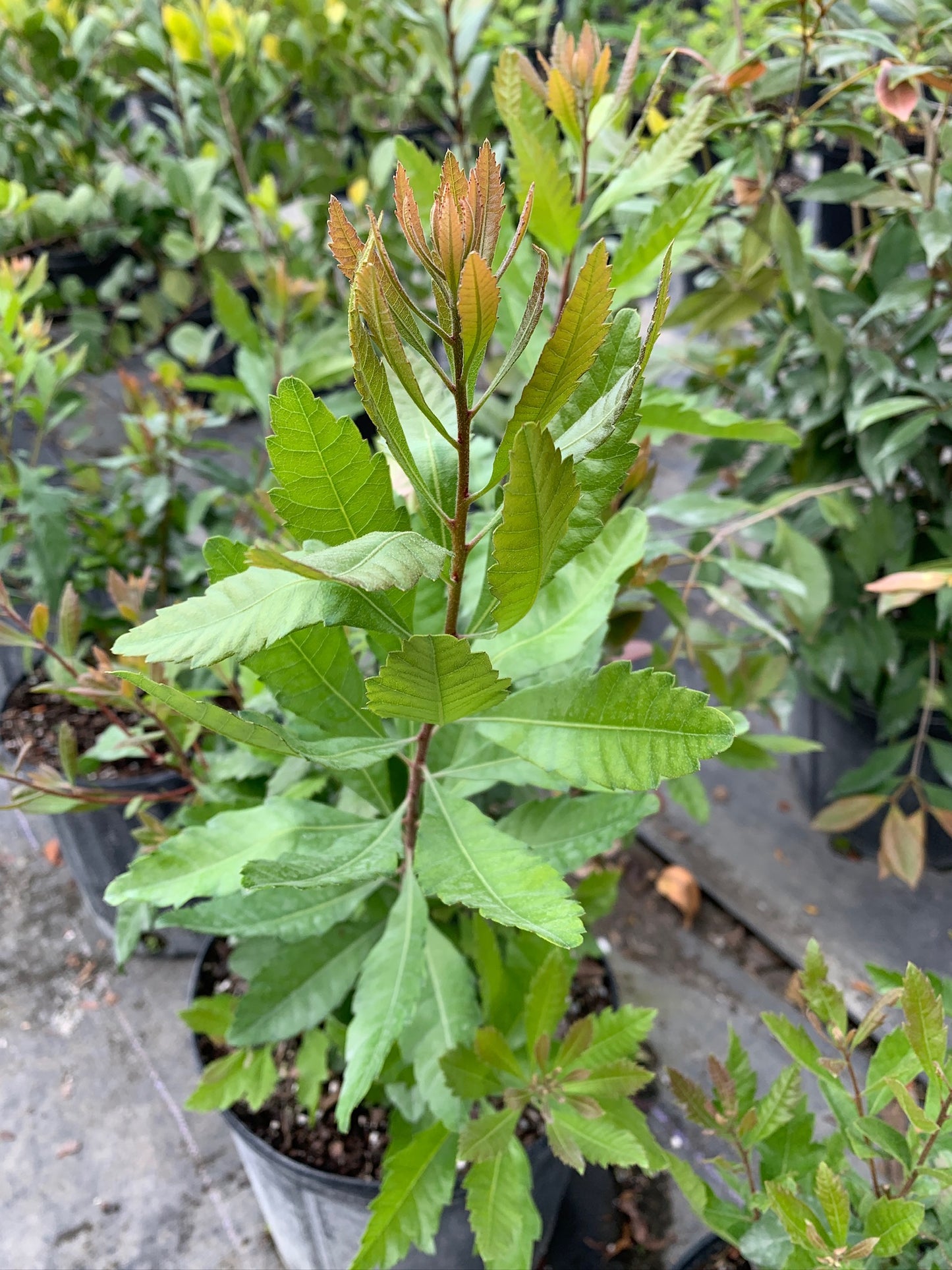 Wax Myrtle