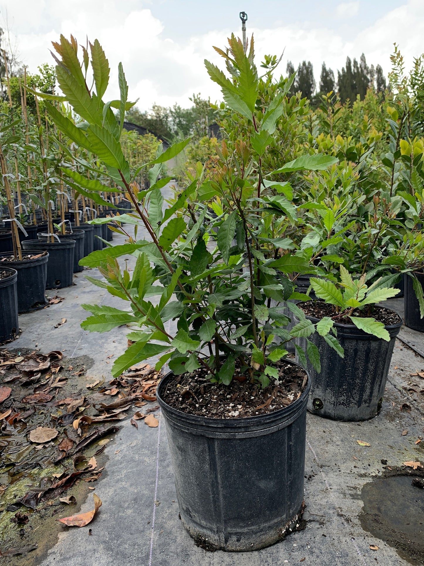 Wax Myrtle