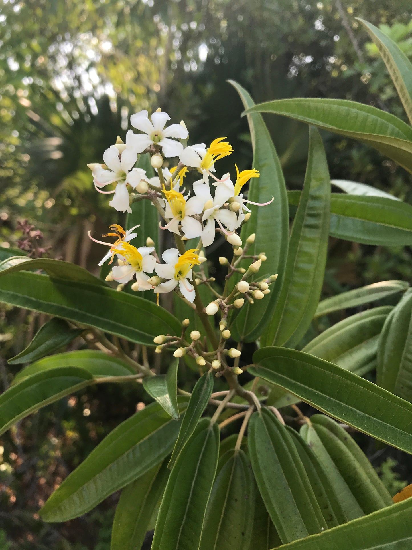 West Indian Lilac