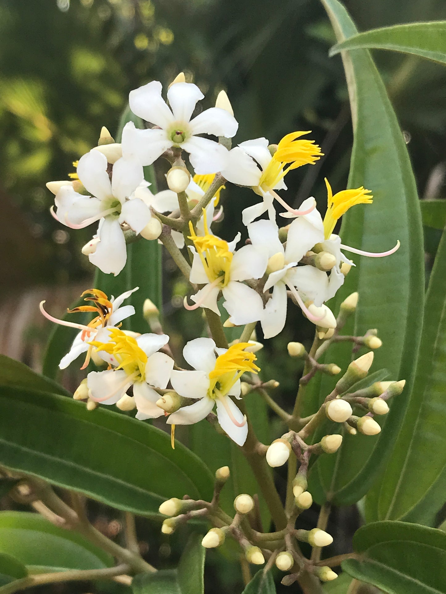 West Indian Lilac
