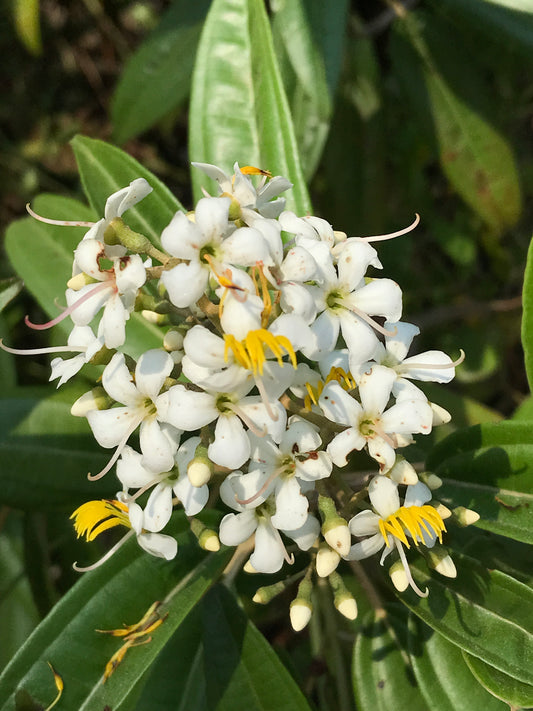 West Indian Lilac