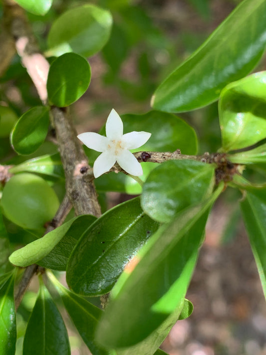 White Indigoberry