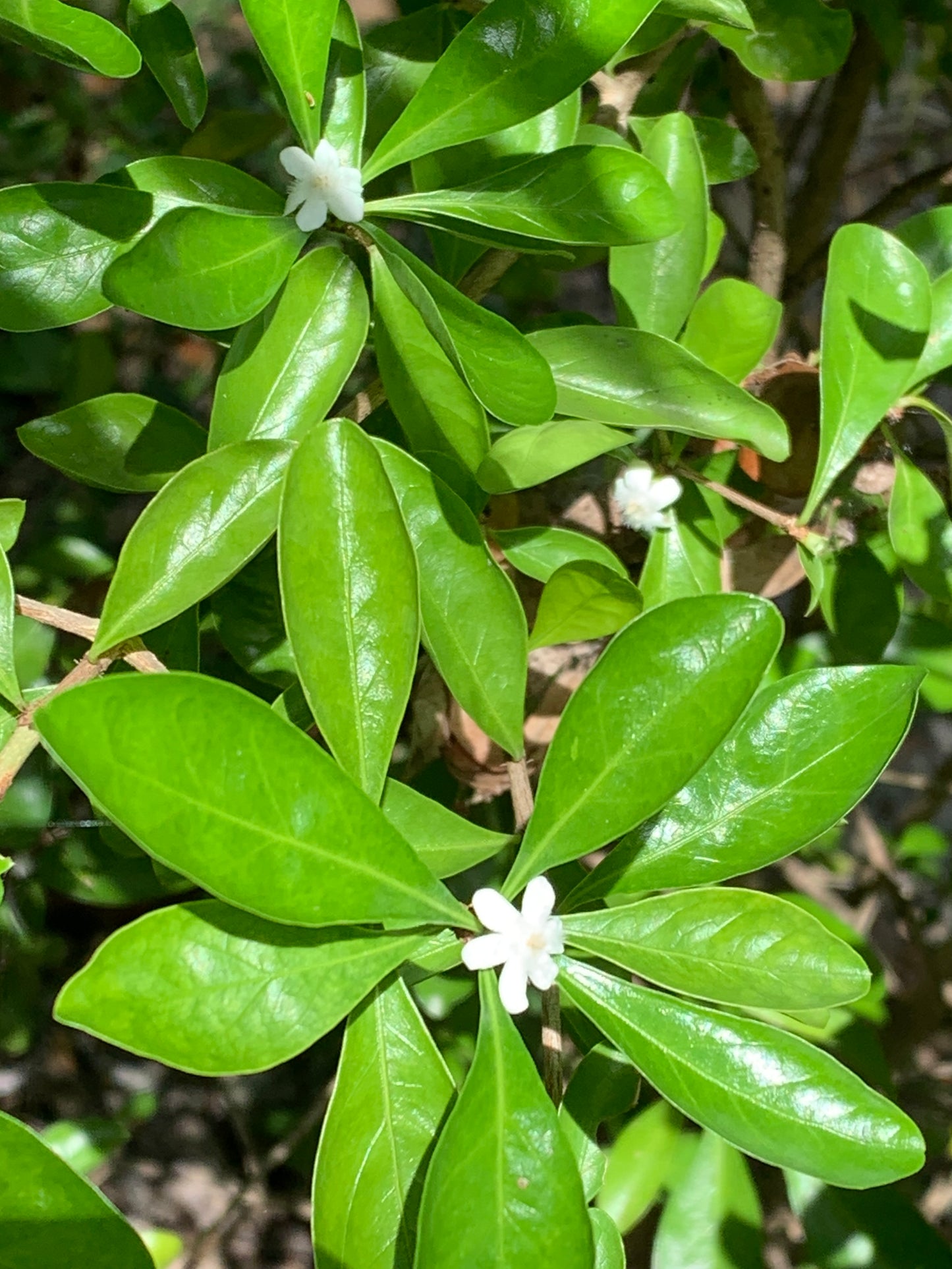 White Indigoberry