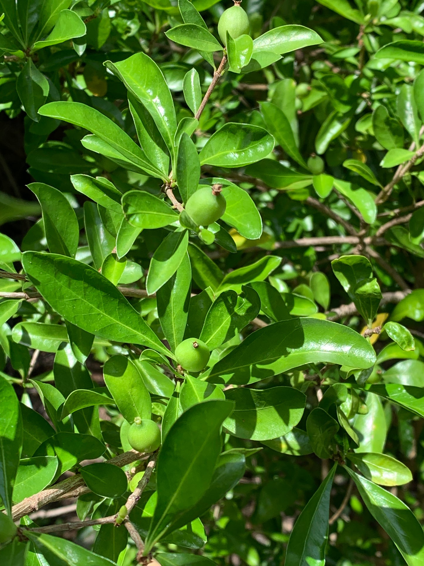 White Indigoberry