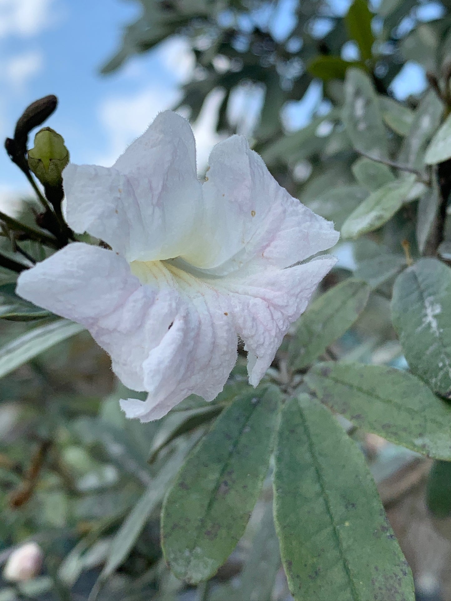 White Trumpet