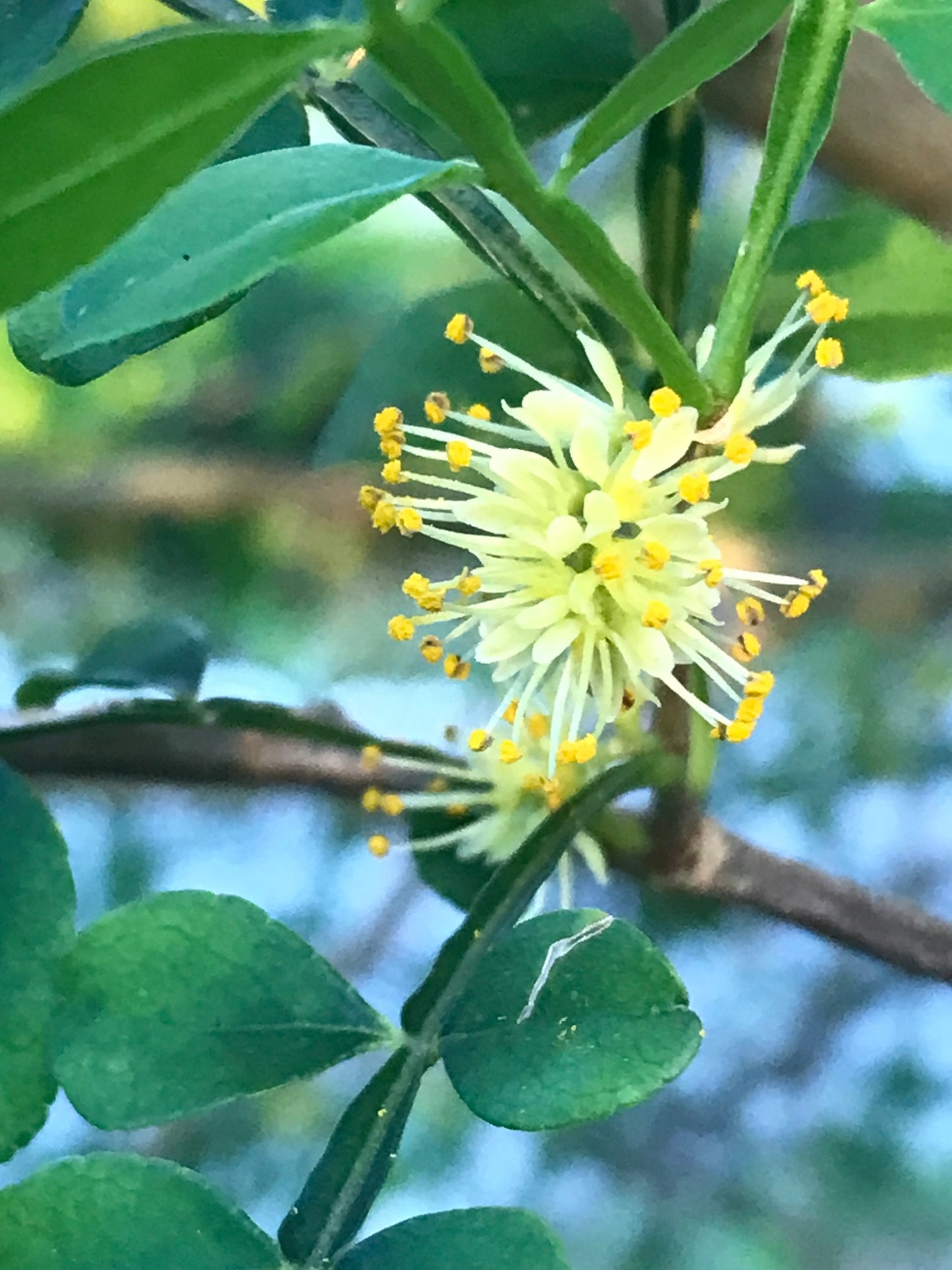 Wild Lime