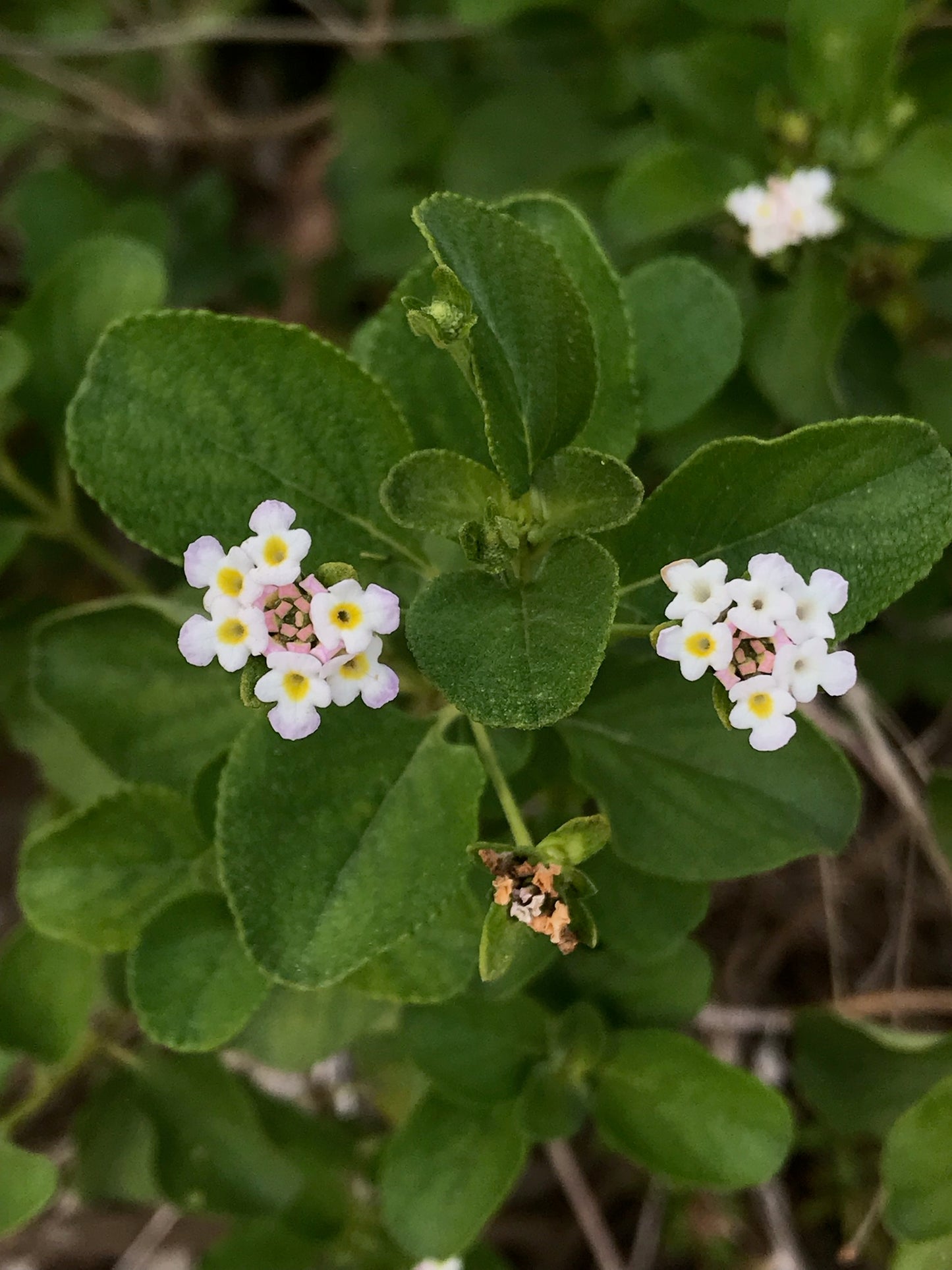 Wild Sage