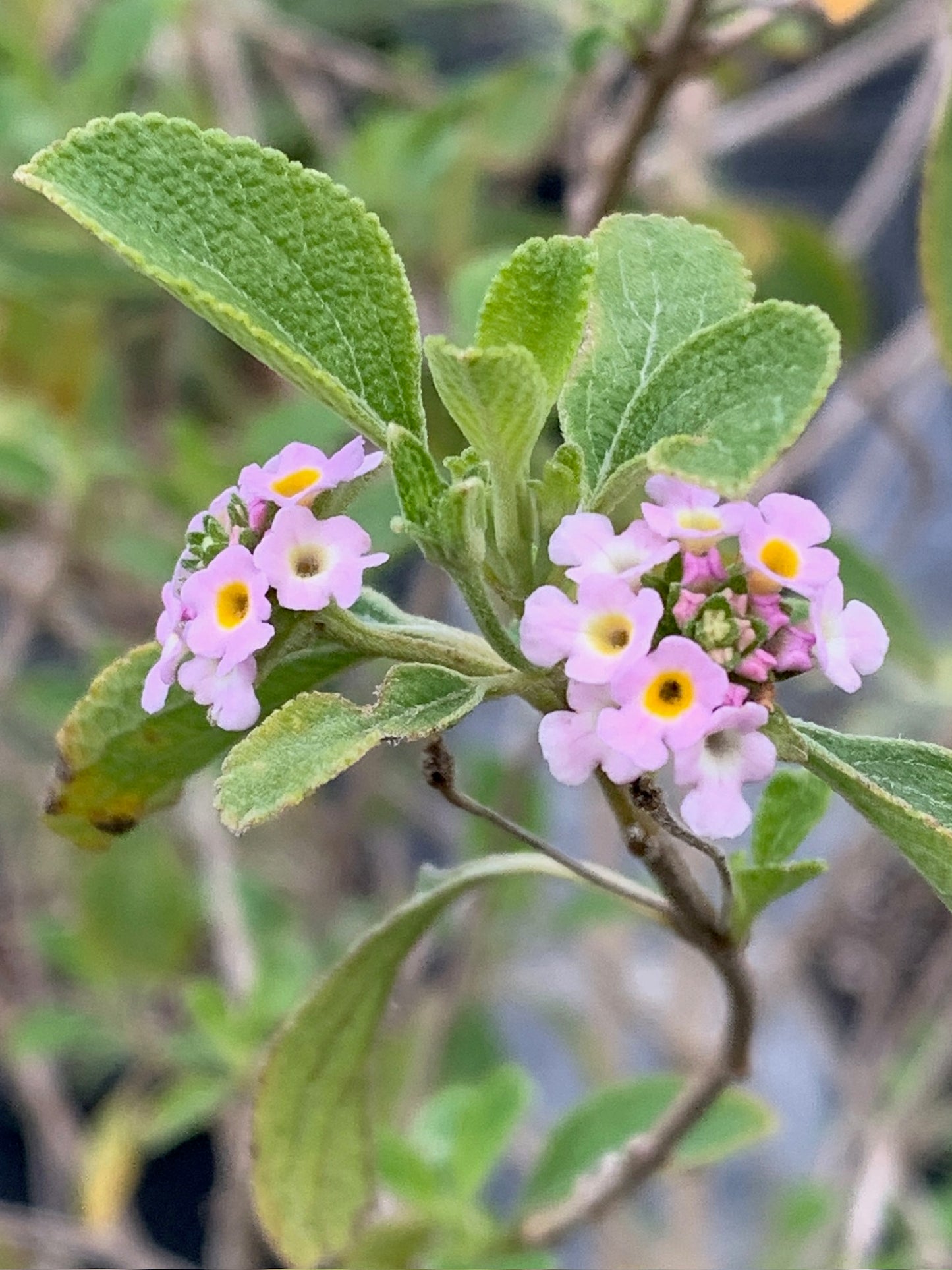 Wild Sage