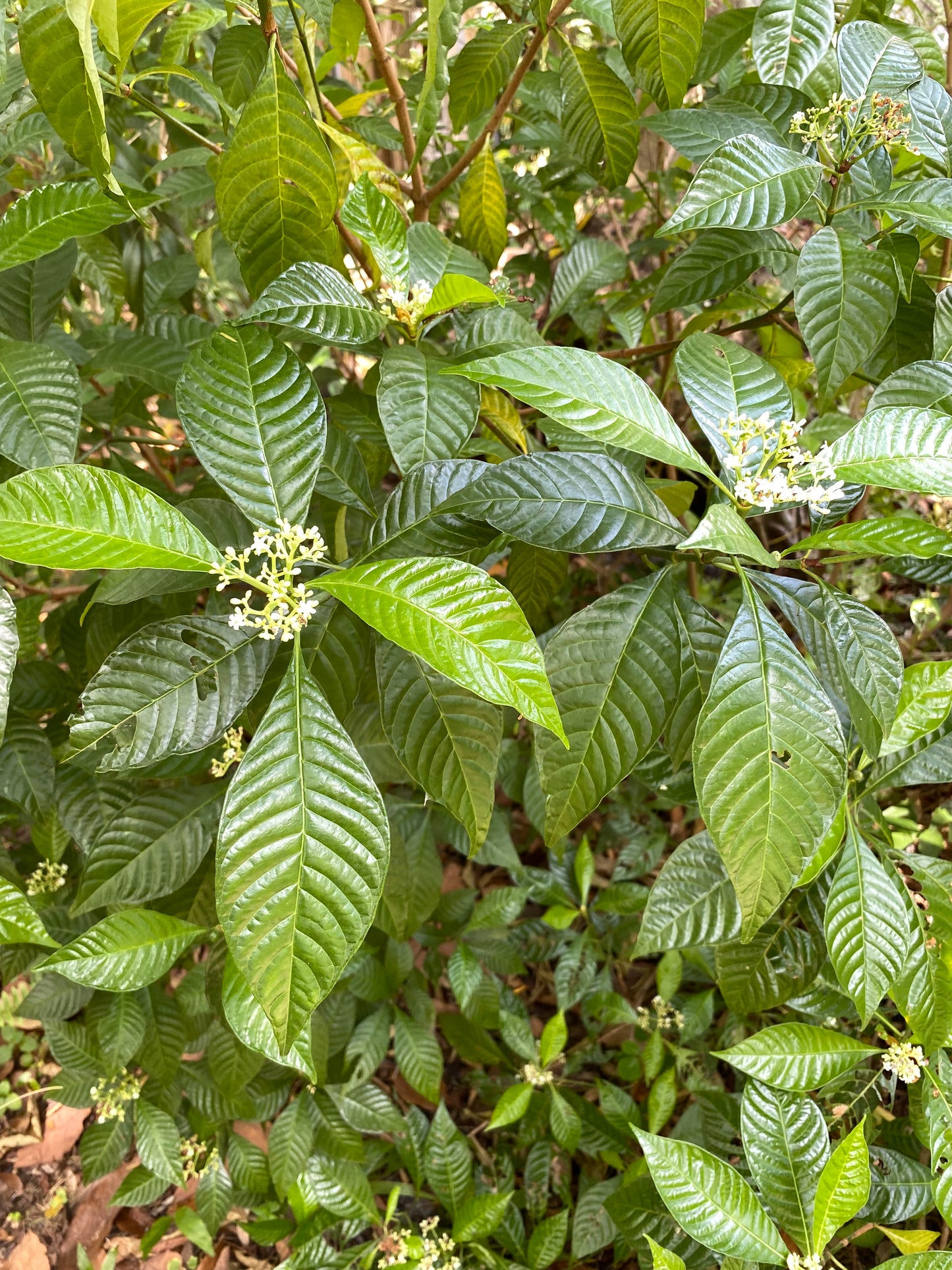 Shiny Leaf Wild Coffee