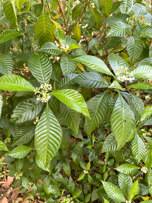 Shiny Leaf Wild Coffee