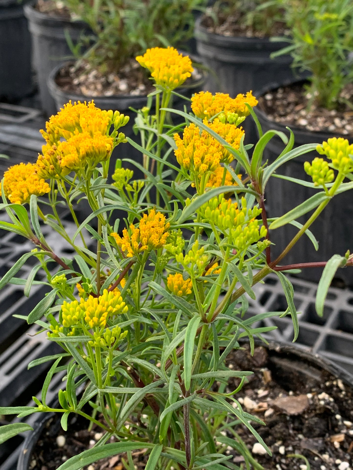 Narrow-leaf Yellowtop